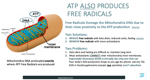 Mitochondria cell and ATP production of free radicals 