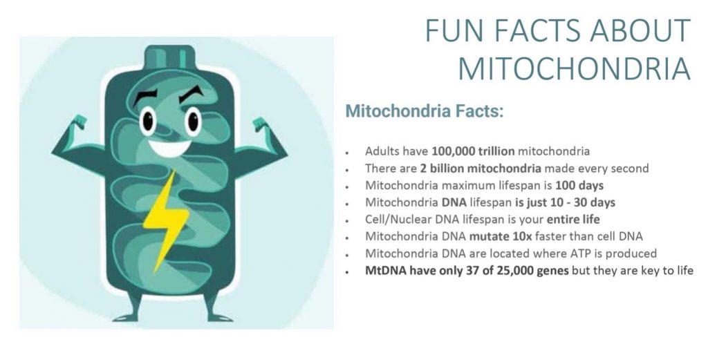 Fun facts about mitochondria